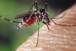 افزایش موارد ابتلا به تب دنگی در کشور