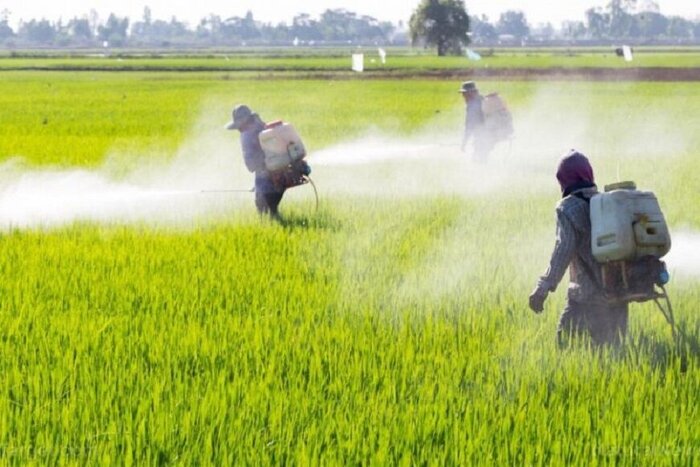 “بی‌کفایتی در وزارت کشاورزی: چالش‌های مدیریتی در تأمین سموم و محصولات استراتژیک”