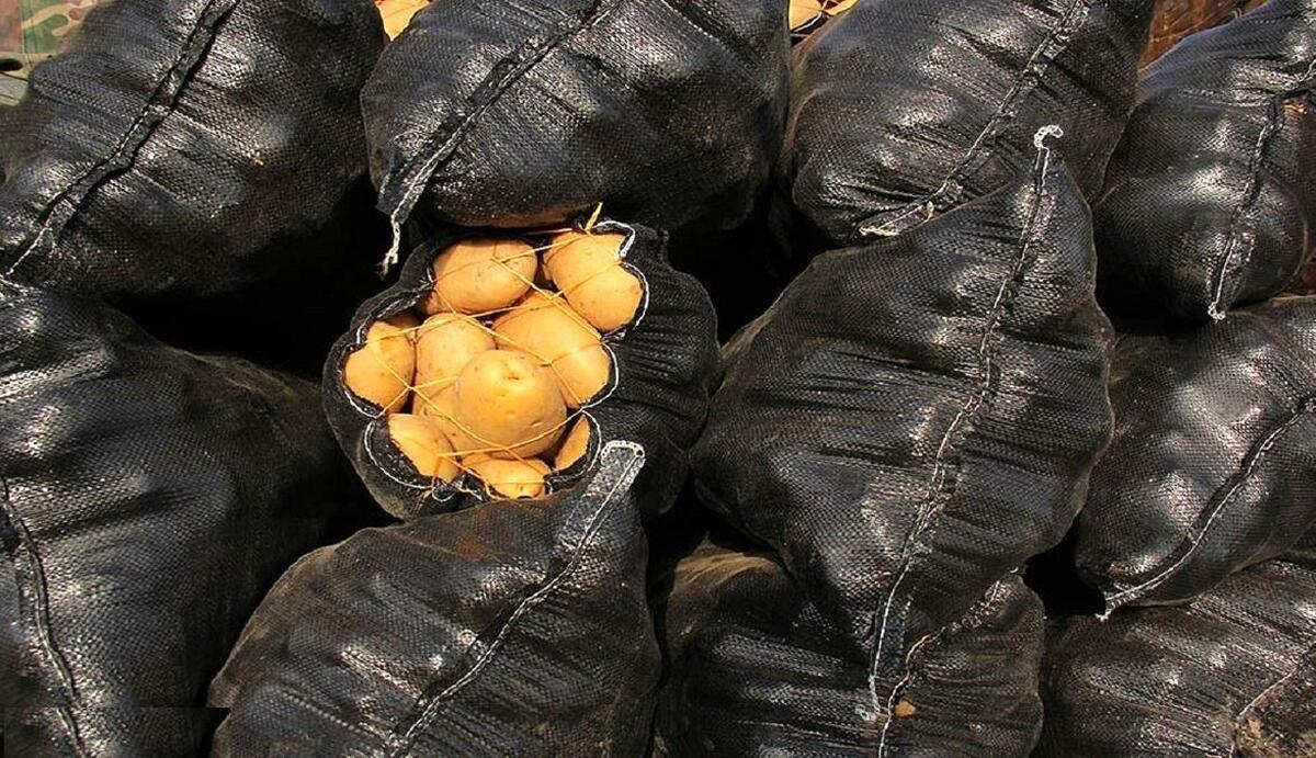 بحران سیب‌زمینی؛ کمیابی و گرانی در سایه مدیریت ضعیف غلامرضا نوری قزلجه وزیر کشاورزی