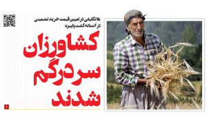 کشاورزان سردرگم شدند؛ بلاتکلیفی در تعیین قیمت خرید تضمینی در آستانه کشت پاییزه